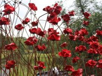 The new installation being installed. Poppy Wave. using some of the poppies from the River of Poppies from the Tower