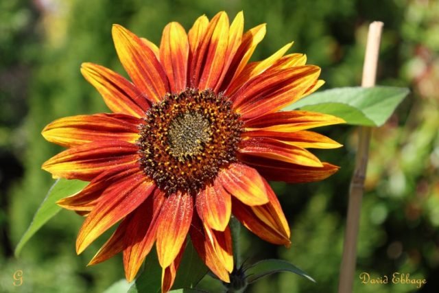 DE_Favourite Golden Sunflower (Medium)