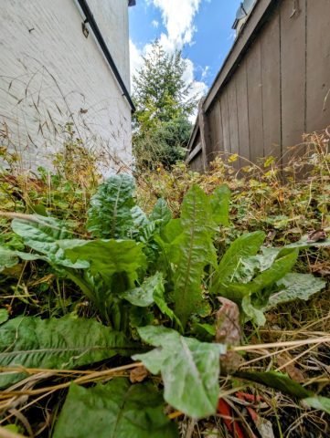 DN Aug Challenge (Medium)