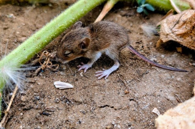 DN Aug Challenge (Medium)