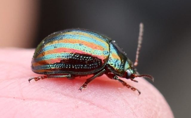 P-CS -favourite – Rosemary Beetle (Medium)