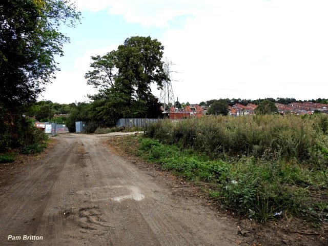 PB Urban Jungle (Medium)