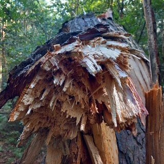 A-Favourite-Timber! (Medium)