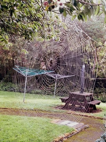 C perfect cobweb (Medium)