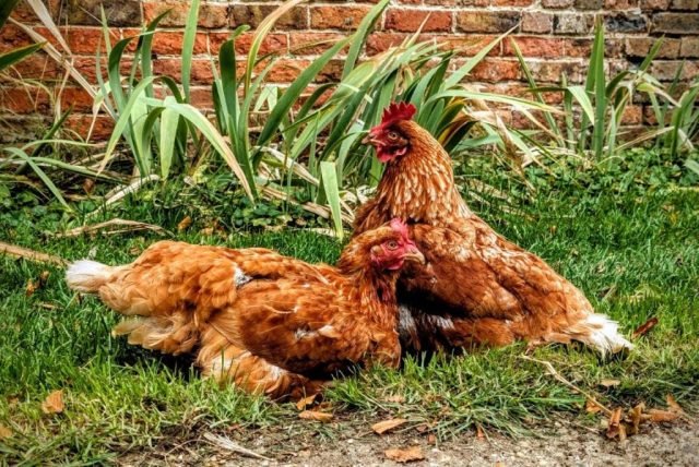 DN_Favourite Two hens at Oxcombe (Medium)