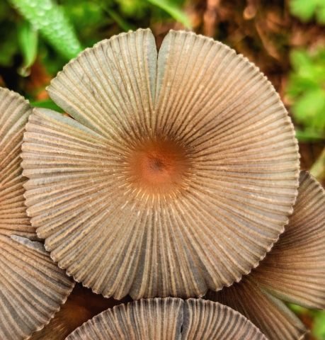 DN_Symmetry Top Farm Funghi (Medium)