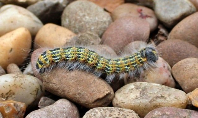 Fav-Little Critter-F (Medium)