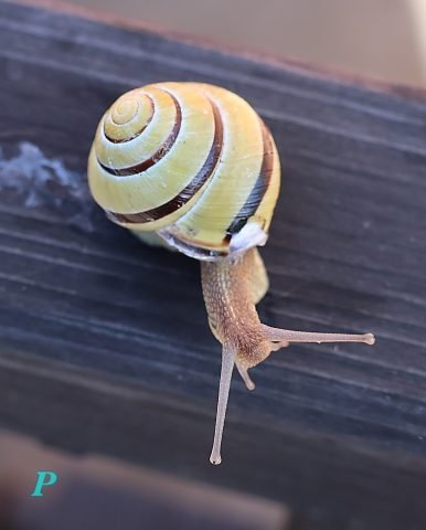 Favourite P _strolling snail_ (Medium)