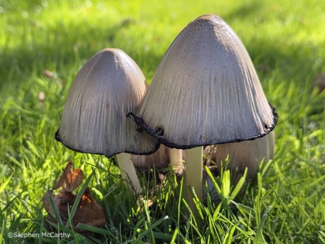 SMc-Fav-Fungi-(L) (Medium)