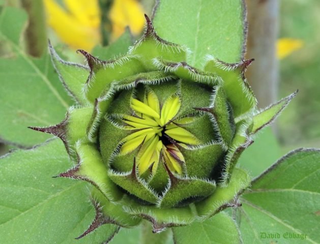 Symmetry_Sunflower_G (Medium)