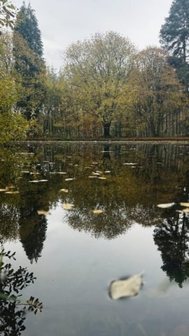 C-Fav-Reflective Calm