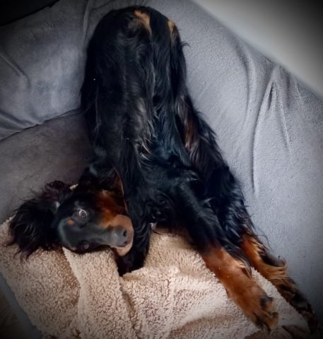 Fav_Downward Dog_A (Medium)