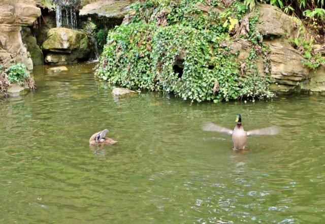 MC.Tech.Movement. On the Pond (Medium)