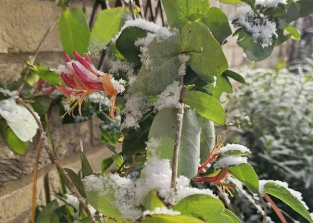 O-Fave-Nov-snowonhoneysuckleflower (Medium)