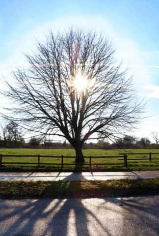 P-favourite- _ winter sun_ (Medium)