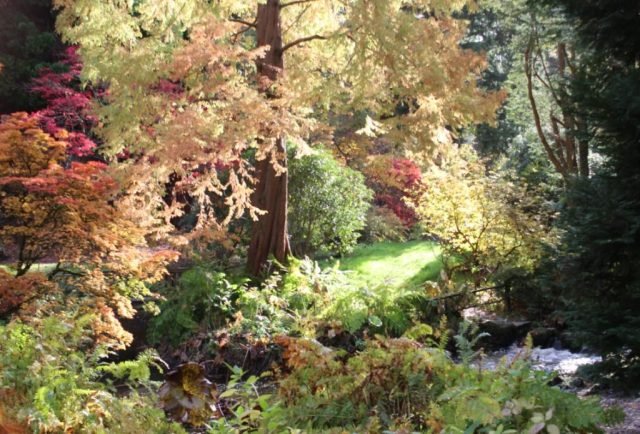 R Favourite Autumn Woodland (Medium)