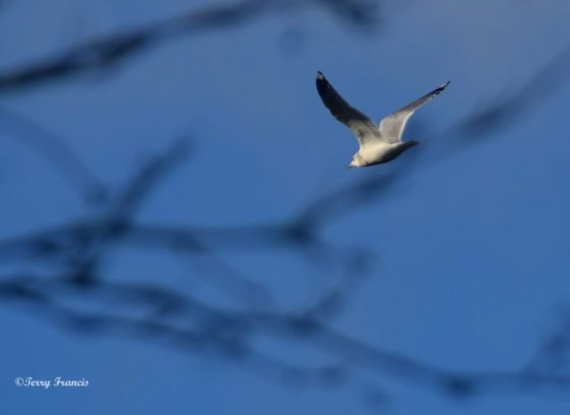 TRF_Movement- Bird in flight (Medium)