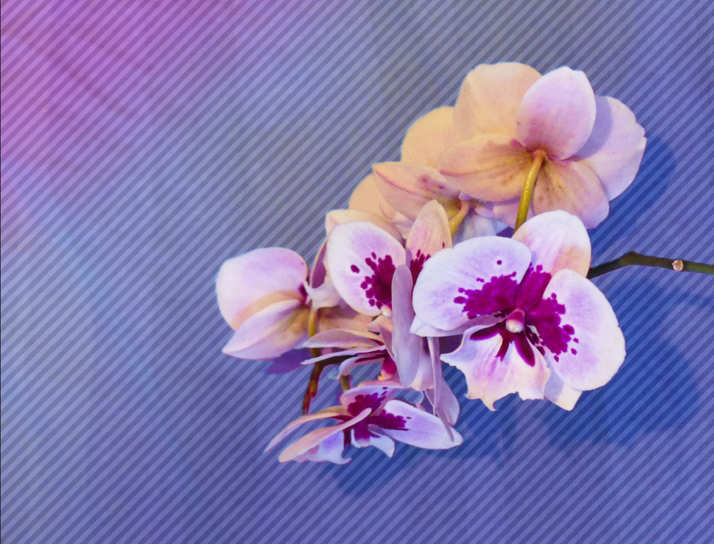 C-FAVOURITE-Orchid-on-a-blue-background-Medium