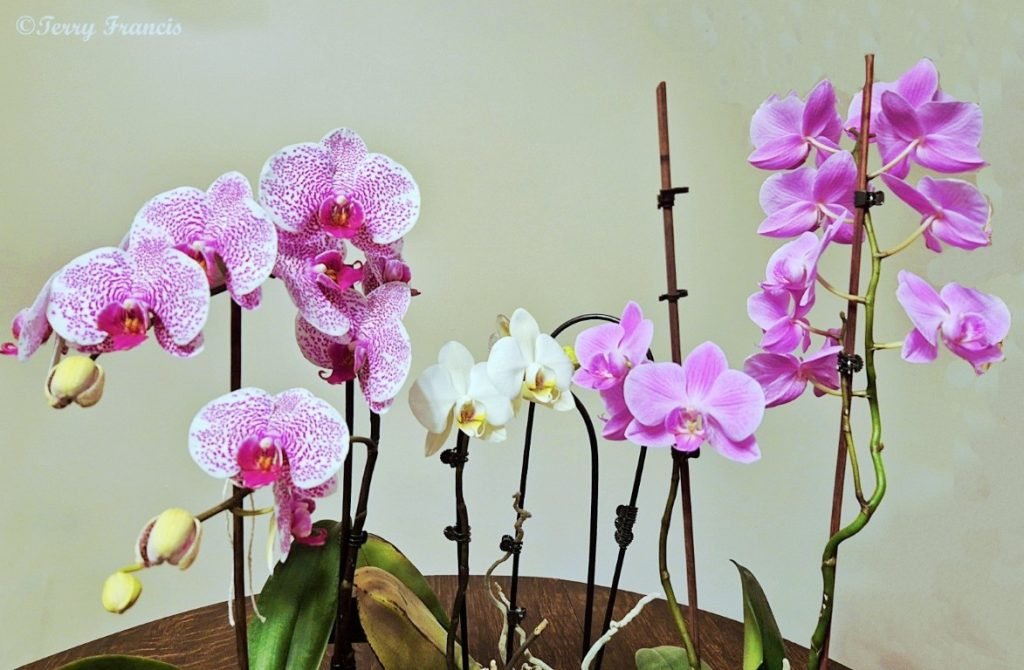 H_TRF_My-Favourite-Flowers-Medium-1024x670