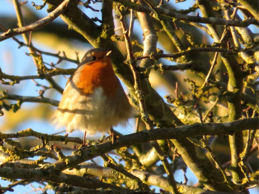 JP-fave-jan-fluffyrobin-Medium