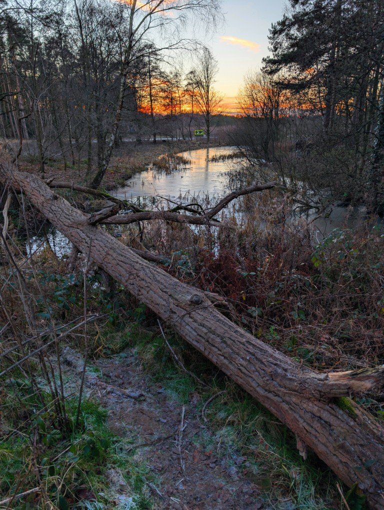 M-DN-Willingham-Woods-Medium