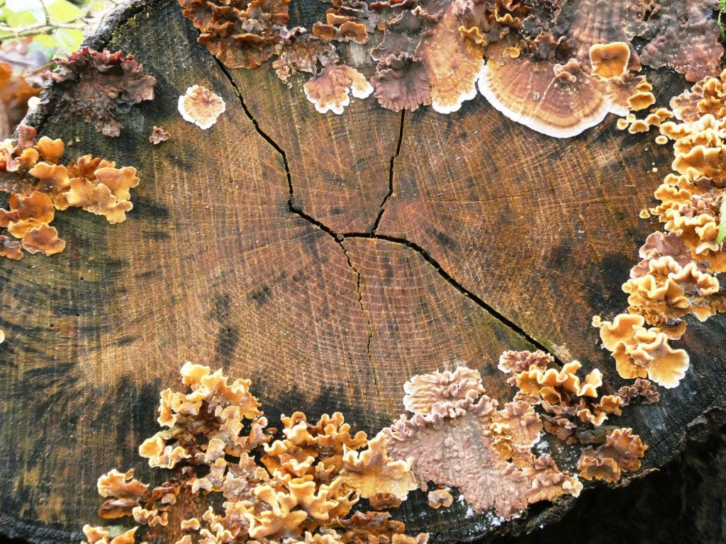 O-jan-centre-logringsandfungi-Medium