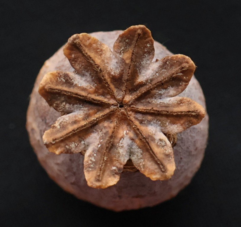 P-centre-Poppy-Seed-Head-Medium