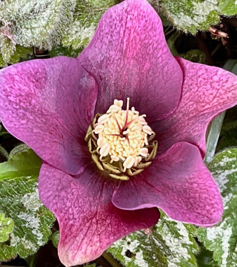 R-Centre-of-a-Hellebore-Medium