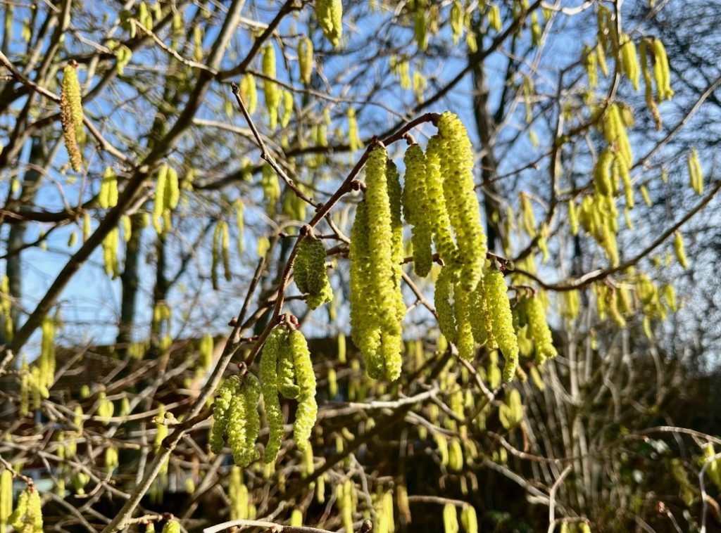 R-GMT-favourite-Catkins-in-Sunshine-Medium-1024x758