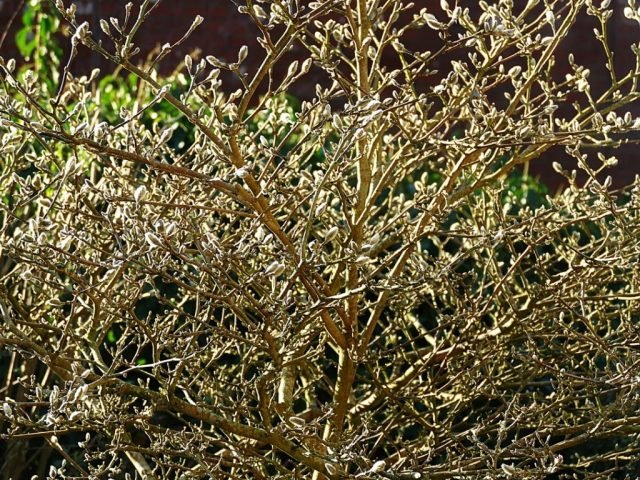 BW. Favourite ‘Winter sunshine.’ February 26. (Medium)