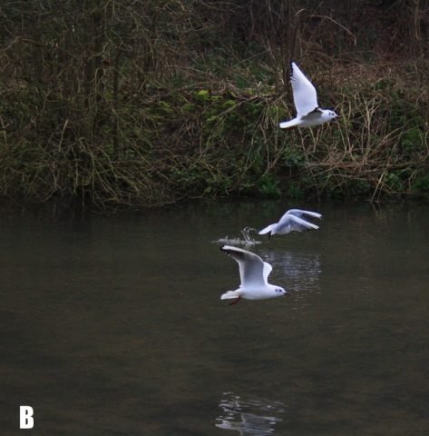 DB-260225hubbardshill3 (Medium)