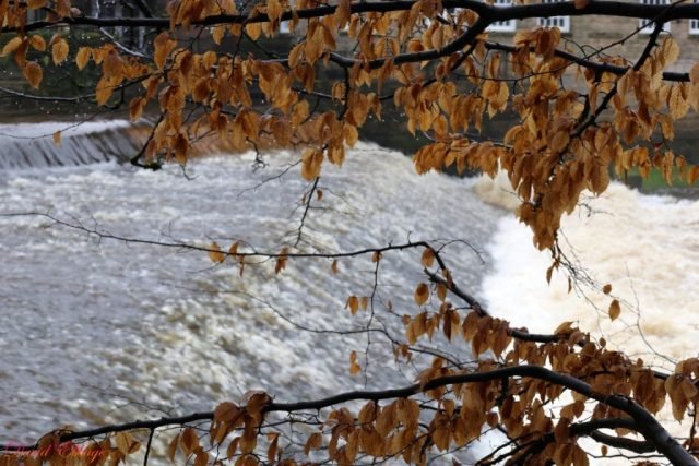 DE-Favourite (Medium)