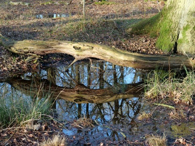 L-Fav-trunk-reflection-SMc (Medium)