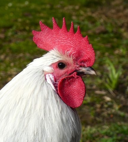 T Cockrel in The Walled Garden at Elsham Hall (Medium)