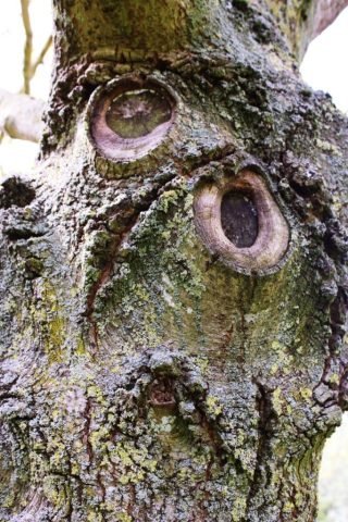 AC – Fav – Owl in the bark (Medium)