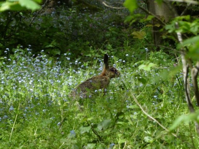 DB_Fav_hare-cutout (Medium)