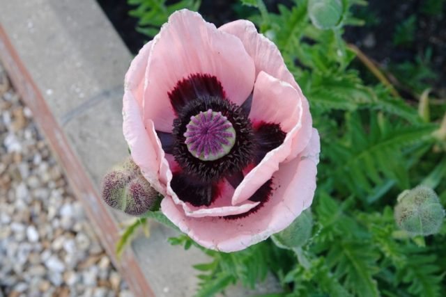 DE-Fave Poppy pink (Medium)