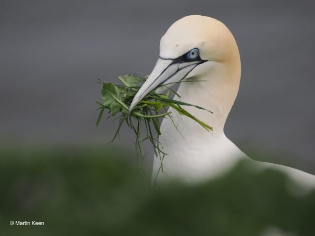 MK-Favourite – Gannet collecting nesting material (Medium)