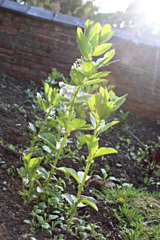 R Food Broad Beans (Medium)