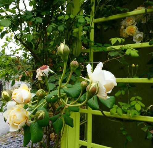 B_Hidden beauty – roses (Medium)