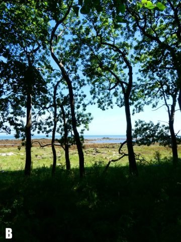 DB_Favourite – Garlieston Bay (Medium)