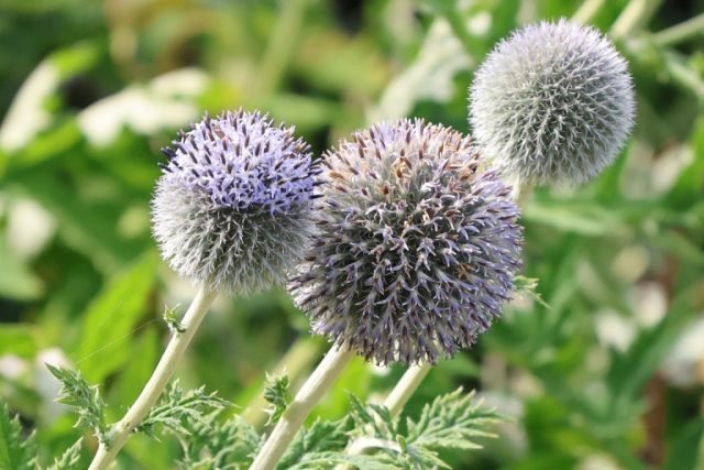 DE_Echinops ritro (Medium)