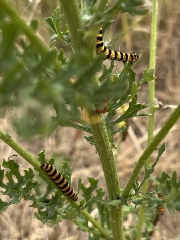 GMT favourite Cinnabar Moth Caterpillars. (Medium)