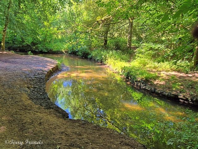 H_Mottled sunlight_TRF (Medium)