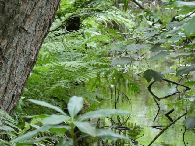 JP-FaveJuly-stream (Medium)