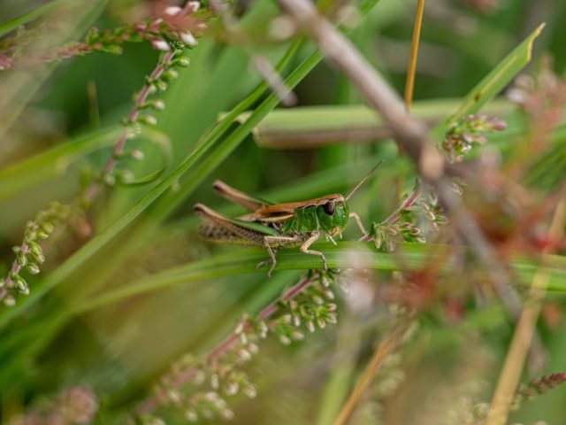 K – Technical – Grasshopper hiding in heather and grass (Medium)