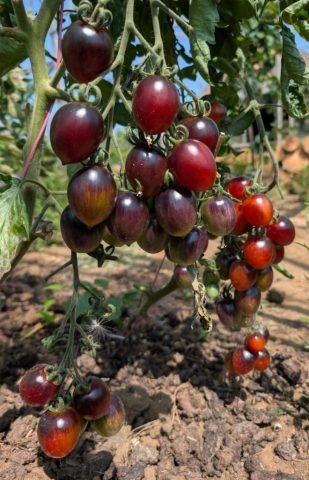 M-Hidden Beauty _Tomatoes_DN (Medium)