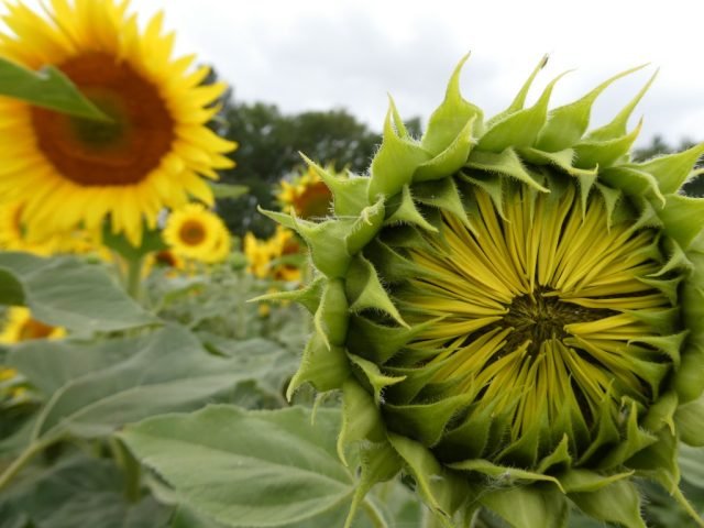 O-HiddenBeauty-sleepingsunflower (Medium)