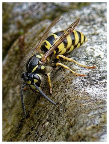 X- Wasp (Medium)