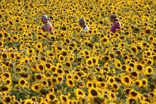 AC – Fav – ThreeFlowers (Medium)